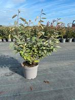 Eleagnus ebbingei - Olijfwilg - Compacta, Ophalen, Overige soorten, Haag, Minder dan 100 cm