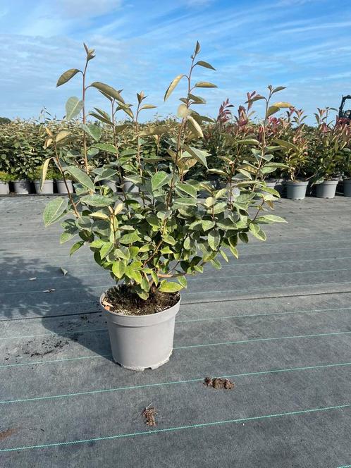 Eleagnus ebbingei - Olijfwilg - Compacta, Tuin en Terras, Planten | Struiken en Hagen, Haag, Overige soorten, Minder dan 100 cm