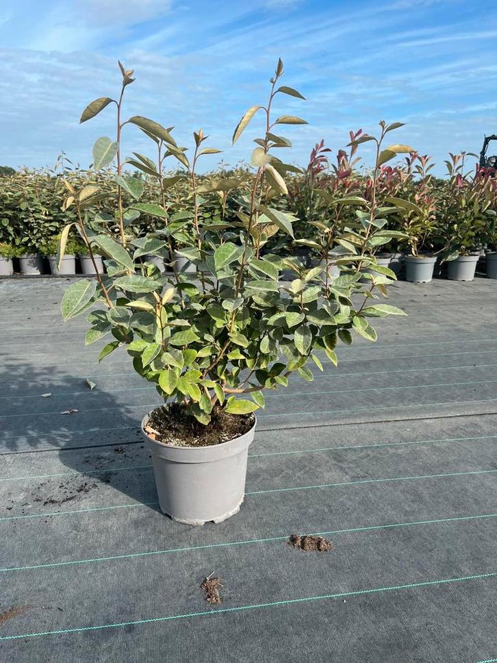 Eleagnus ebbingei - Olijfwilg - Compacta, Tuin en Terras, Planten | Struiken en Hagen, Haag, Overige soorten, Minder dan 100 cm
