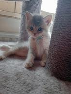 Te koop: Ragdoll / Britse korthaar., Kater, Ontwormd