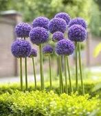 Alium sieruien xl Gladiator  1.50 euro p.bol  7 stuks € 10,-, Tuin en Terras, Bloembollen en Zaden, Ophalen of Verzenden, Voorjaar