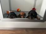 Teckel pups, Dieren en Toebehoren, Standaard, Reu, Korthaar, Meerdere