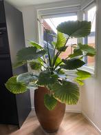 Grote kamer plant zonder pot, Ophalen, 100 tot 150 cm, Overige soorten, Halfschaduw