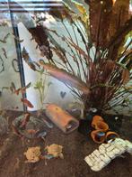 Baby guppen + vrouwtje, Dieren en Toebehoren, Vis