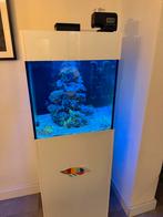 Te koop: Complete zee aquarium hobby, Dieren en Toebehoren, Ophalen, Gebruikt, Gevuld zeewateraquarium