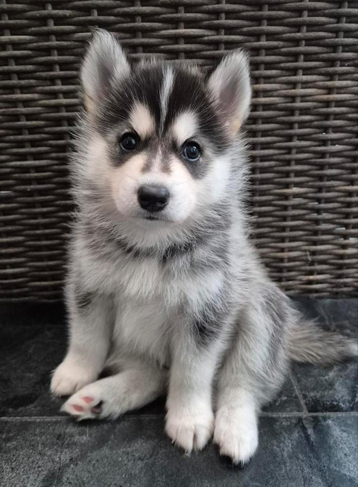 🐾 Pomsky pups🐾5 weken🐾Mogen vanaf🎄kerst🎄verhuizen, Dieren en Toebehoren, Honden | Poolhonden, Keeshonden en Oertypen, Meerdere dieren