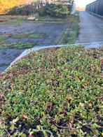 Sedum trays - lichtgewicht groendak grote voorraad, Bodembedekkers, Volle zon, Vaste plant, Ophalen of Verzenden