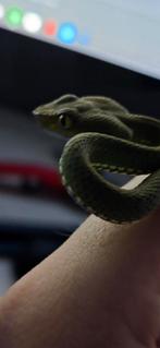 Trimeresurus vogeli - gifslang+terrarium