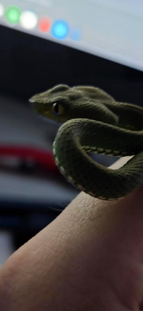 Trimeresurus vogeli - gifslang+terrarium, Dieren en Toebehoren, Reptielen en Amfibieën