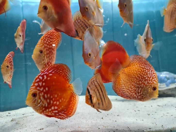 Discus Pigeon Red Checkerboard, Symphysodon Discus, Dieren en Toebehoren, Vissen | Aquariumvissen, Zoetwatervis, Vis
