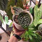 Anthurium Luxurians, Huis en Inrichting, Kamerplanten, Ophalen of Verzenden, Halfschaduw, Minder dan 100 cm