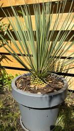 Yucca Rostrata, Ophalen, Zomer, Overige soorten, Volle zon