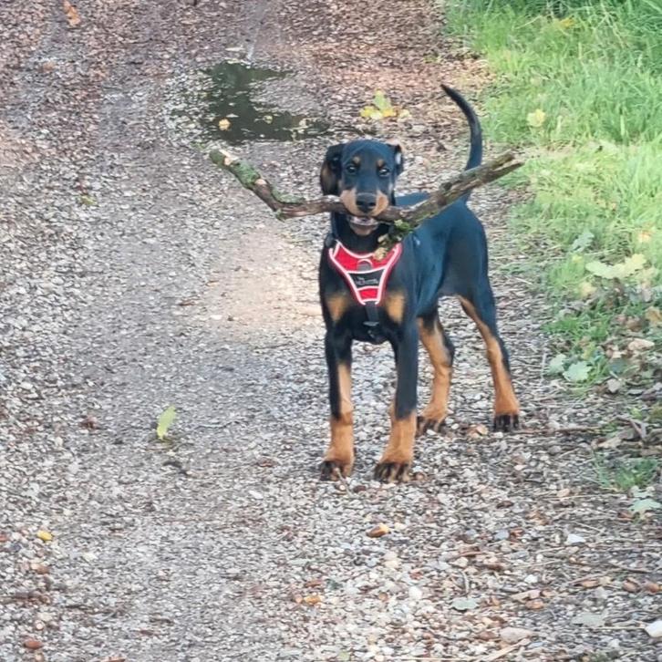Zgan Hondentuigje Hunter Divo maat S-M, Dieren en Toebehoren, Hondenhalsbanden en Penningen, Zo goed als nieuw, Ophalen of Verzenden