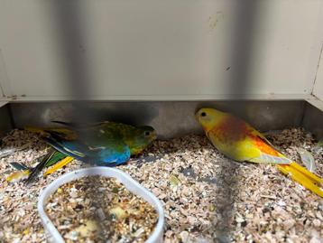 Mooi onverwant koppel Turquoisine parkieten beschikbaar voor biedingen