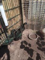 3 Cayuga eenden, Dieren en Toebehoren, Pluimvee, Meerdere dieren, Eend