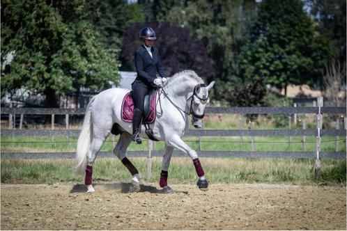 Prachtige ruin te koop, Dieren en Toebehoren, Paarden, Ruin, M, 165 tot 170 cm, 7 tot 10 jaar, Dressuurpaard, Met stamboom, Gechipt