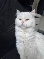 Prachtige Perzische poes 1.5 jr – met paspoort & vacht, Dieren en Toebehoren, Katten en Kittens | Raskatten | Langhaar, Poes, Ingeënt