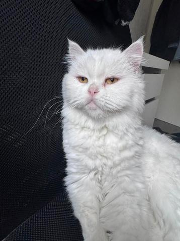 Prachtige Perzische poes 1.5 jr – met paspoort & vacht beschikbaar voor biedingen