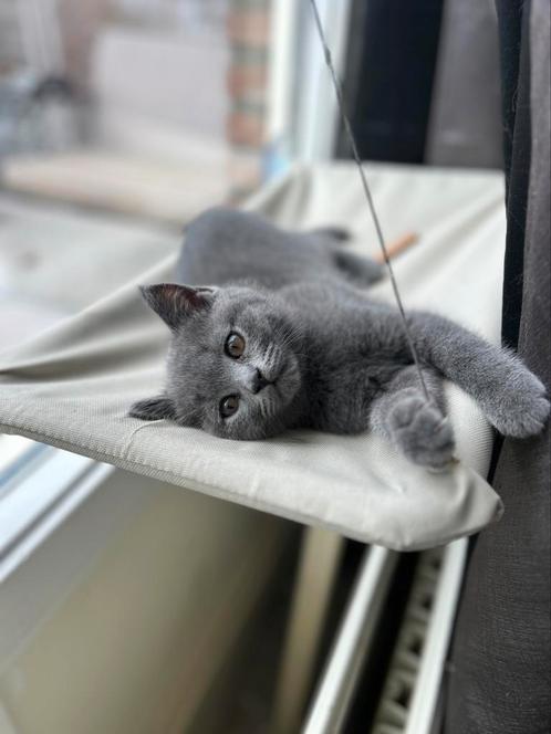 Britse korthaar, Dieren en Toebehoren, Katten en Kittens | Raskatten | Korthaar