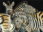 Diamond Painting nr 95 Zebras OP=OP, Ophalen, Nieuw, Knutselwerk