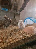 3 gerbils, Januari, Mannelijk, Overige typen