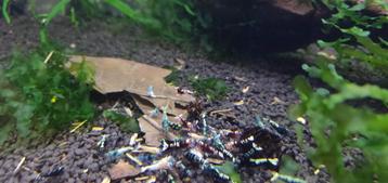 Mix groep - ook verzenden (oa Taiwan bee/pinto/galaxy) beschikbaar voor biedingen