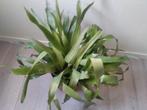 Bromelia Bilbergia, Ophalen of Verzenden, Overige soorten, Minder dan 100 cm