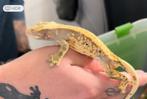 Mooie man wimpergekko, Dieren en Toebehoren, Reptielen en Amfibieën, Hagedis, 0 tot 2 jaar