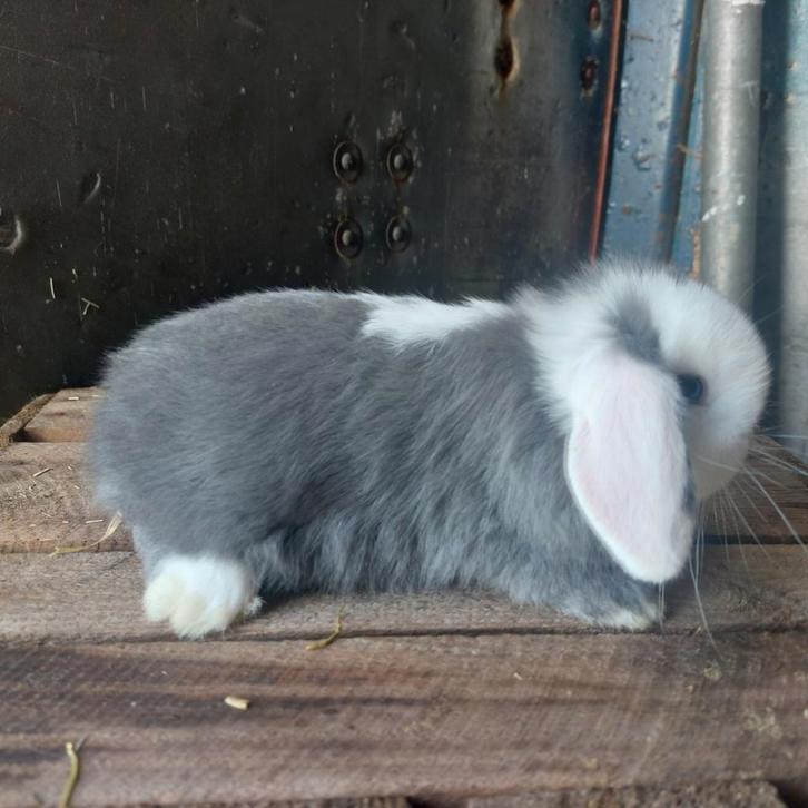 Super lieve jonge minilop konijntjes te koop, Dieren en Toebehoren, Konijnen, Dwerg, Meerdere dieren, 0 tot 2 jaar