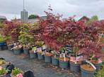 Actie!!! Japanse esdoorn, Acer Palmatum 100-125 cm €32,95 ps, Tuin en Terras, Planten | Tuinplanten, Overige soorten, Vaste plant