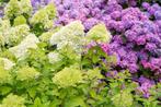 Hydrangea paniculata 'Limelight' pluimhortensia, Ophalen, Hortensia, Haag, Minder dan 100 cm