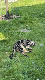 Vermist Savannah kat Willy, Dieren en Toebehoren, Kater, Gechipt, 0 tot 2 jaar