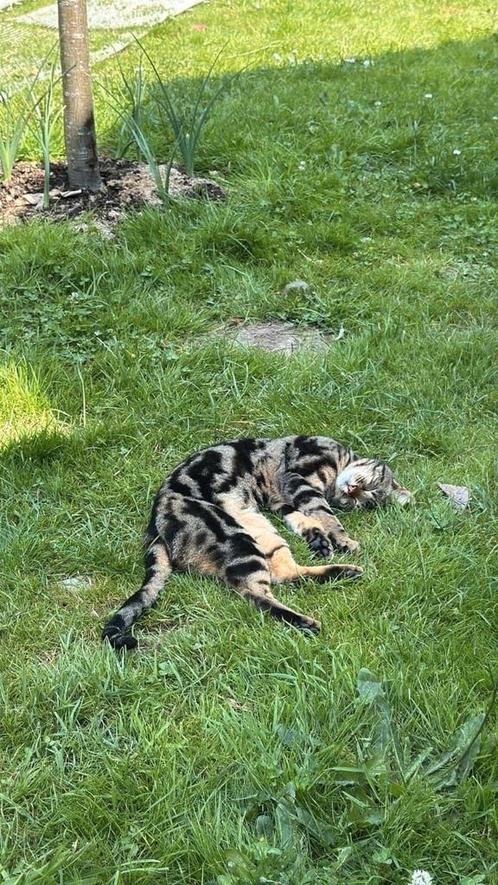 Vermist Savannah kat Willy, Dieren en Toebehoren, Katten en Kittens | Raskatten | Korthaar, Kater, 0 tot 2 jaar, Gechipt