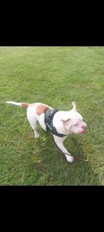 Lief Old English Bulldog meisje zoekt gezellig gezinnetje, Dieren en Toebehoren, Honden | Bulldogs, Pinschers en Molossers, 15 weken tot 1 jaar