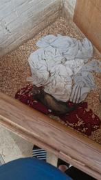 Jacht fret, Dieren en Toebehoren, Ophalen