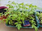 Bio tomatenplanten op biologische grond 3 voor 3€, Tuin en Terras, Planten | Tuinplanten, Zomer, Ophalen, Groenteplanten, Eenjarig