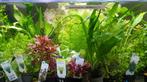 aquariumplanten duur? uitzoeken inclusief varens/zwaardplant, Zoetwatervis, Schoolvis, Vis