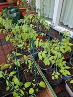 Tomatenplantjes, tomaten, cherry, Ophalen, Volle zon, Groenteplanten, Eenjarig