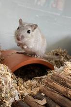 Gerbil (V) + glazen hok + toebehoren, Dieren en Toebehoren, Overige typen, Vrouwelijk