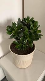 Cactus plant met pot €17, Ophalen, Halfschaduw, Minder dan 100 cm