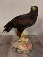 Mooi nieuw opgezette Woestijnbuizerd (Harris hawk), Ophalen, Nieuw, Vogel, Opgezet dier