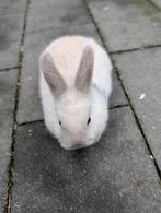 Lief vrouwtjes konijn 8 weken oud, Dieren en Toebehoren, Konijnen, Vrouwelijk