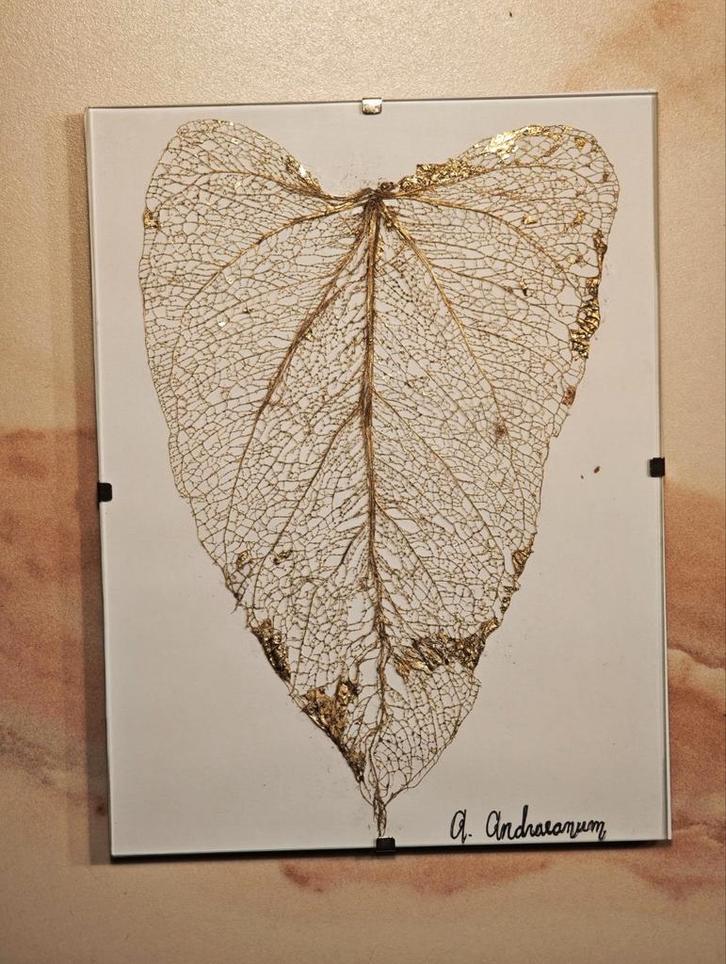 Anthurium Kunstwerk Bladskelet, Huis en Inrichting, Woonaccessoires | Lijsten, Nieuw, Minder dan 50 cm, Minder dan 50 cm, Hout