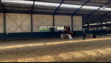 VERZORG/BIJRIJD PONY/PAARD GEZOCHT!! beschikbaar voor biedingen
