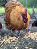 Orpington haan, Dieren en Toebehoren, Pluimvee, Mannelijk, Kip