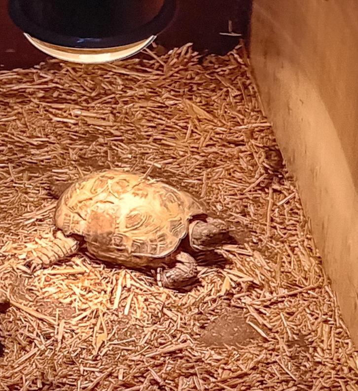 Vierteenlandschildpad te koop