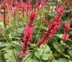Persicaria ampl. Firetail, Perzikkruid, Ophalen, Zomer, Vaste plant, Bodembedekkers