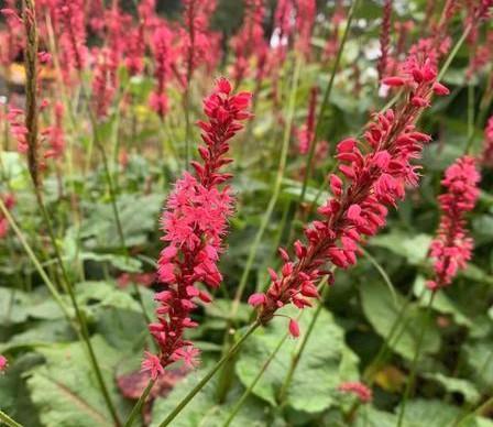 Persicaria ampl. Firetail, Perzikkruid, Tuin en Terras, Planten | Tuinplanten, Vaste plant, Bodembedekkers, Zomer, Ophalen