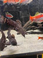 Kwikwi, Dieren en Toebehoren, Vis