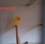 kanarie man 2025, Dieren en Toebehoren, Mannelijk, Zangkanarie